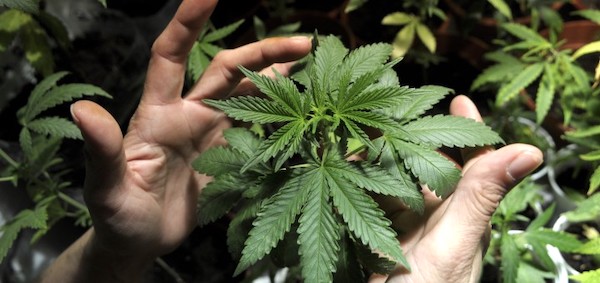 5medical marijuana