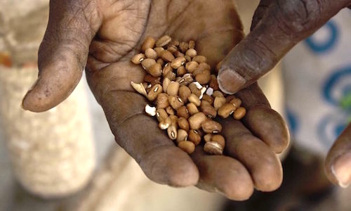 5seeds africa