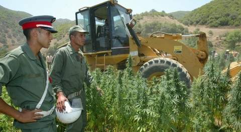6cannabis maroc