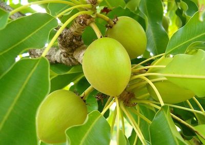 6karité fruits