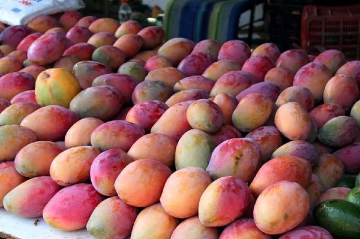 La Côte d’Ivoire veut insuffler une nouvelle dynamique à la gestion de la filière mangue