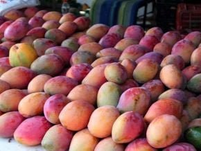 la-cote-d-ivoire-veut-insuffler-une-nouvelle-dynamique-a-la-gestion-de-la-filiere-mangue