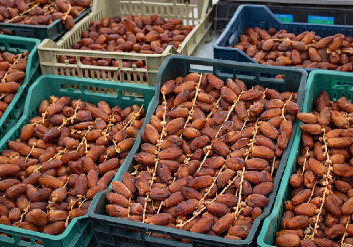 Le Top 5 des pays africains exportateurs de dattes en volume