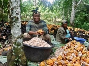 l-afrique-capte-moins-de-10-de-la-valeur-de-ses-ressources-arboricoles-landscape-alliance