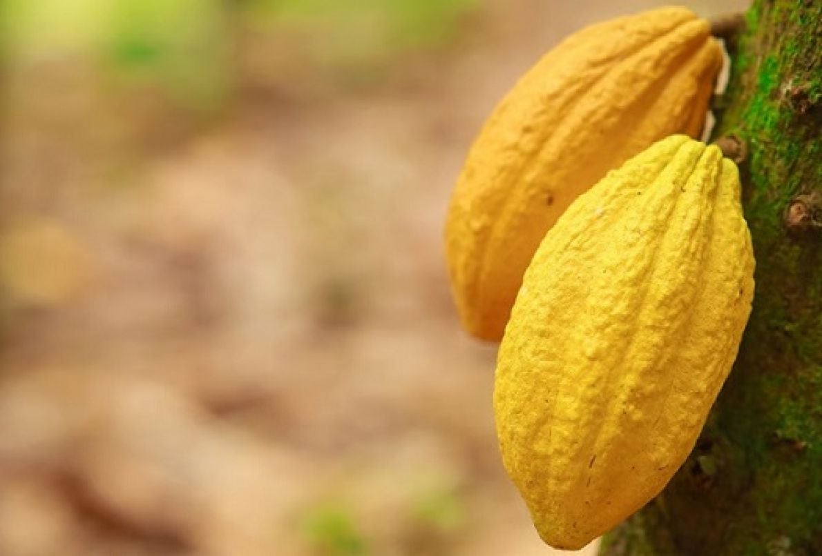 Cacao : ce qu’il faut savoir sur la filière malgache