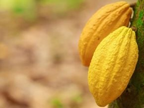 cacao-ce-qu-il-faut-savoir-sur-la-filiere-malgache