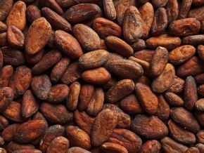 cacao-le-ghana-fixe-un-prix-bord-champ-superieur-de-75-a-celui-de-la-cote-d-ivoire