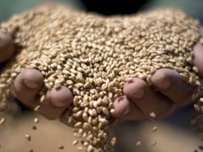 apres-le-soudan-le-ble-francais-pourrait-grappiller-des-parts-de-marche-en-egypte