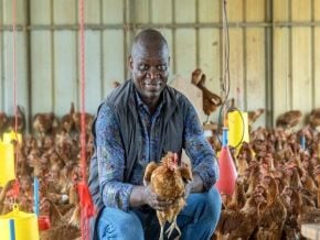 poulet-au-gabon-l-interdiction-des-importations-ouvre-un-front-commercial-avec-les-etats-unis