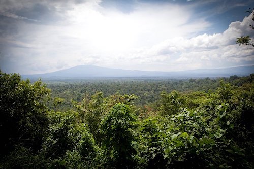 Virunga and Salonga Parks
