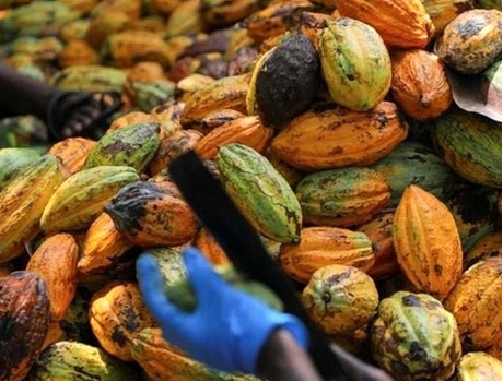 1 cacao