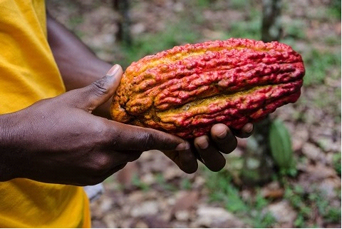 1 cacao2