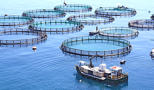 3 Aquaculture pisciculture marine