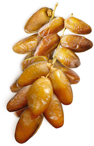 3Deglet Nour de Tolga